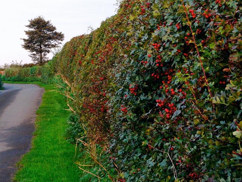 Knowes hedge.jpg